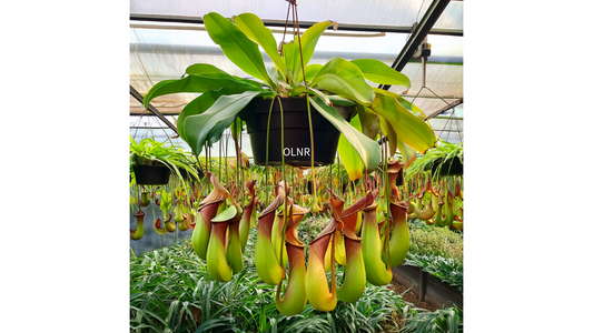 🌿Nepenthes Plant Care