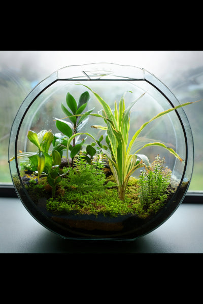 The Ultimate Guide to Terrarium Care