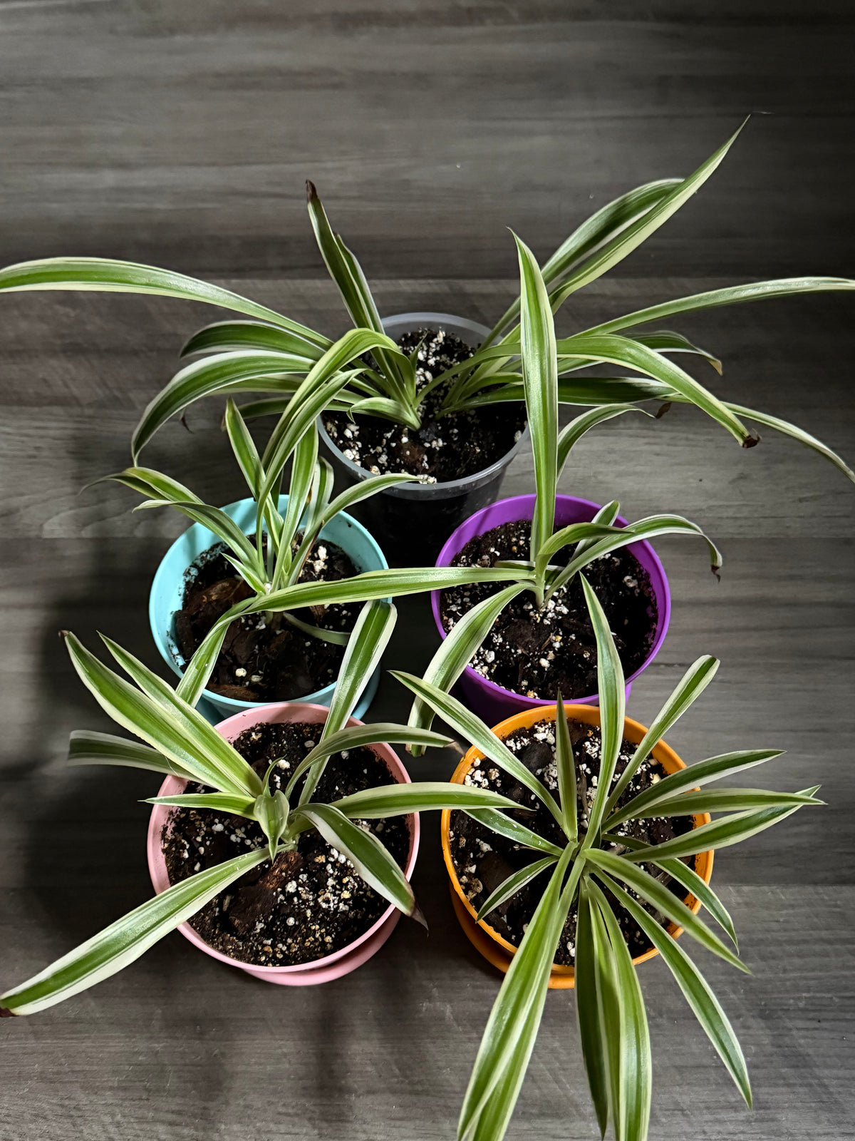 Reverse Spider Plant Babies 🌱🕷️