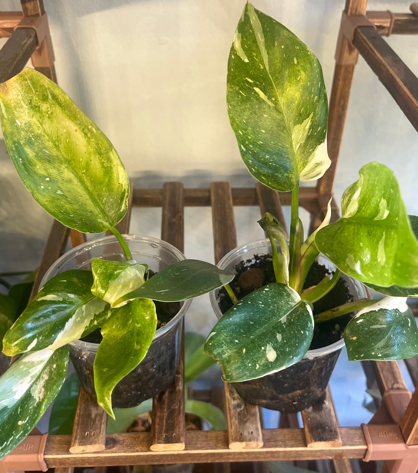 White Princess Philodendron