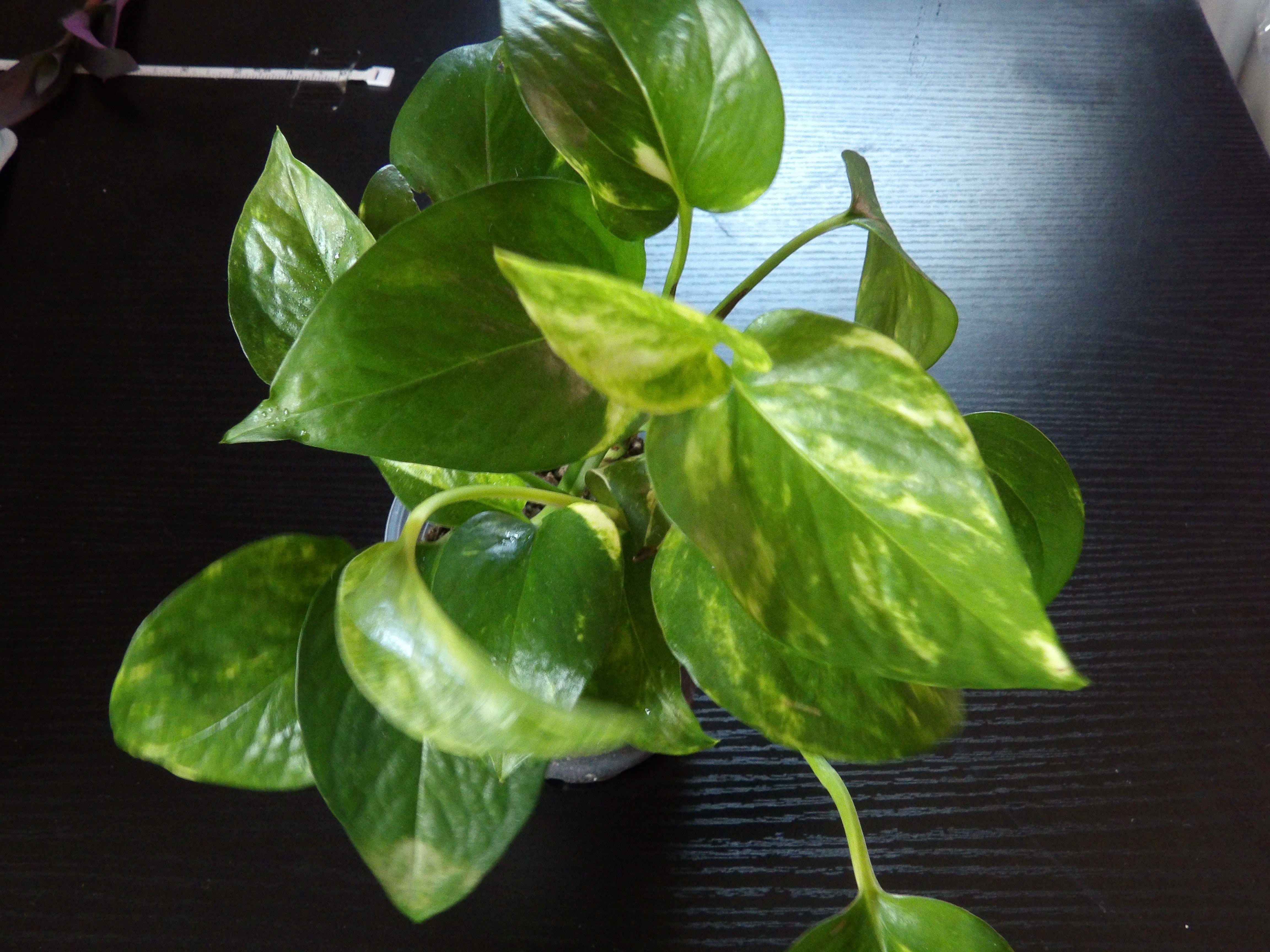 Golden Pothos OrganicLi s Nursery Rehab golden-pothos-organicli-s-nursery-rehab