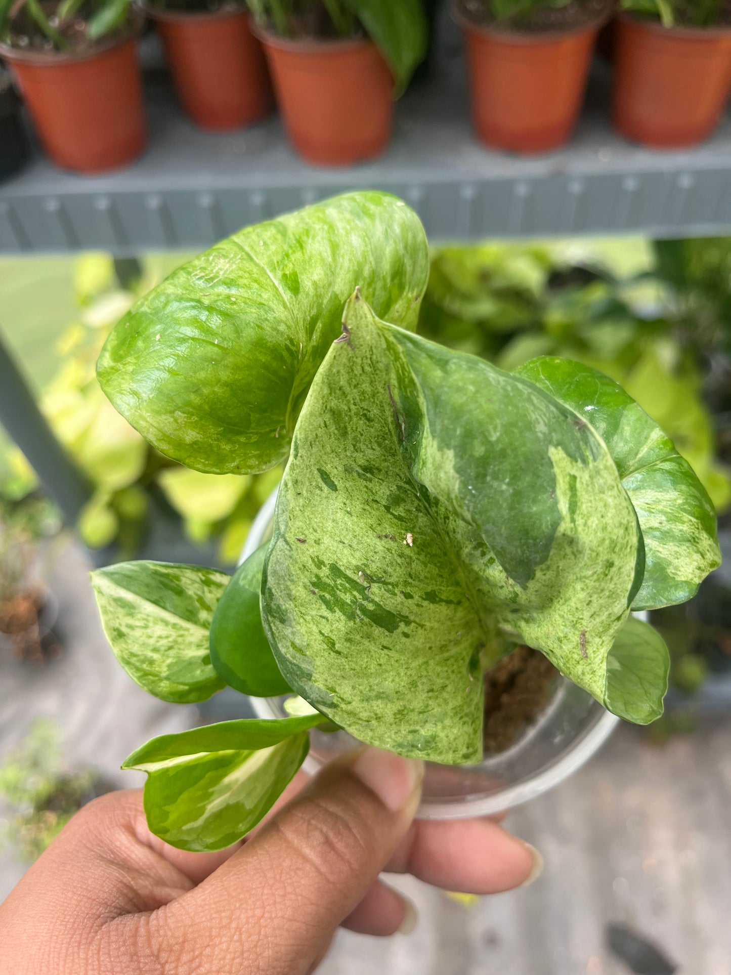 Manjula Pothos