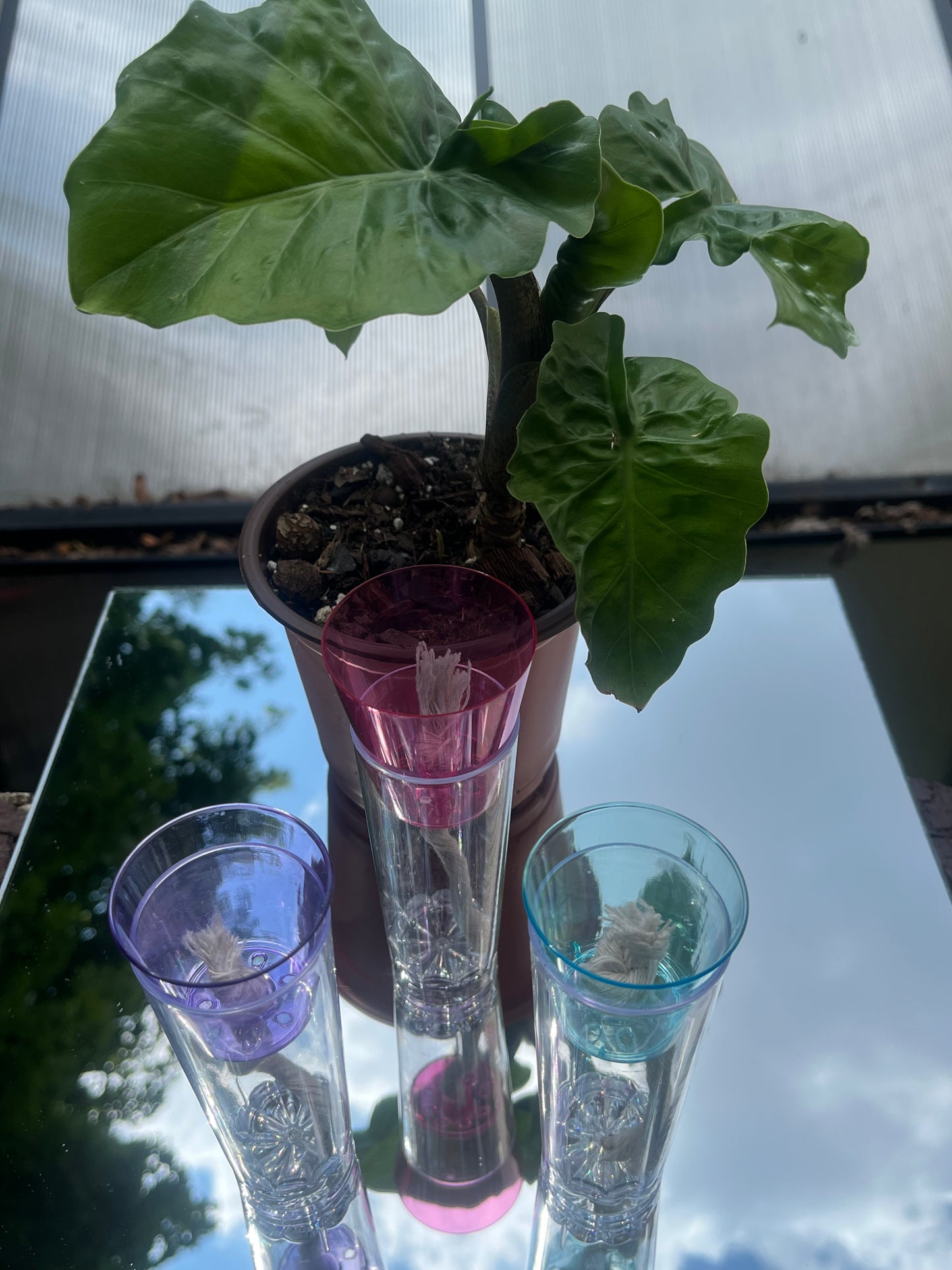 OrganicLi’s Corm Cup (Earthy Kit)