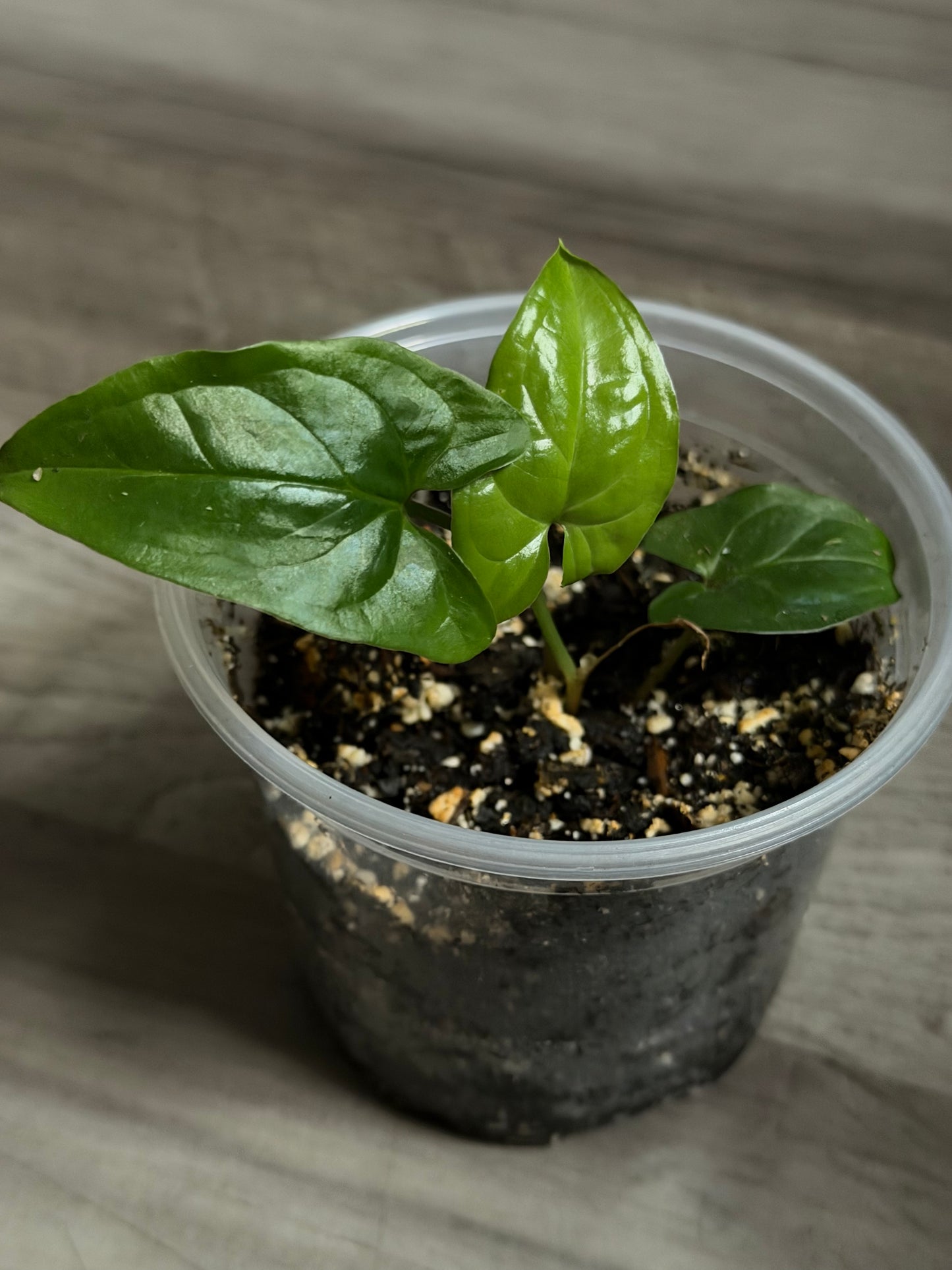 Syngonium Albo (Reverted)