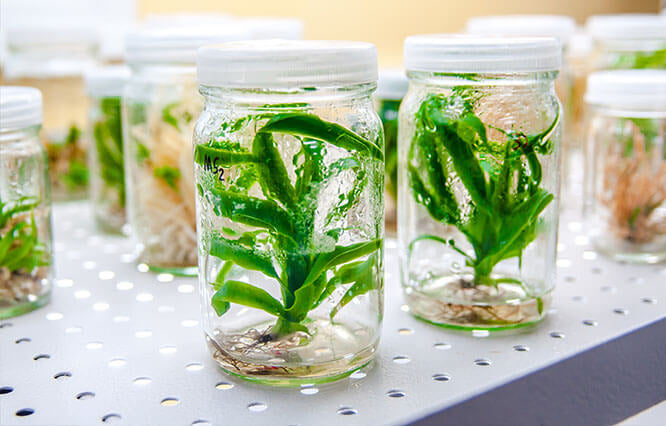 Tissue Culture Acclimation Services