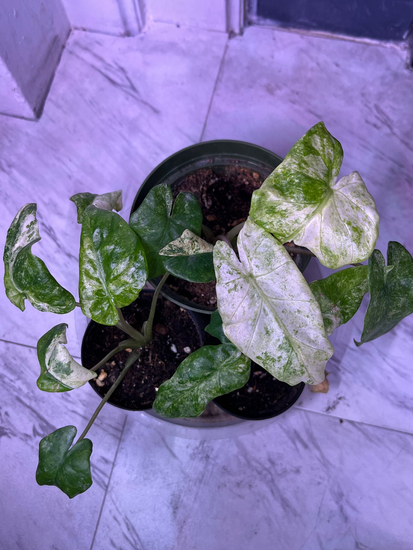 Alocasia Hualong