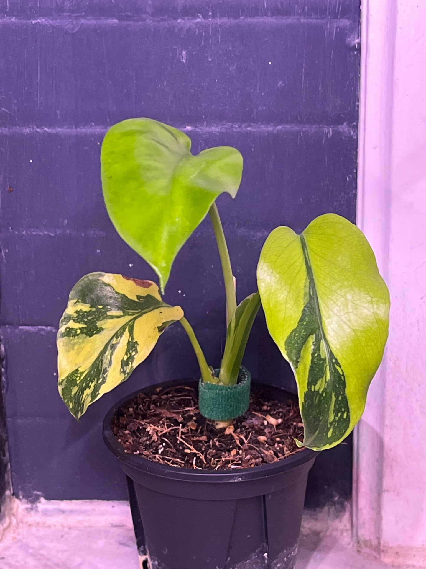 Monstera Electrolyte