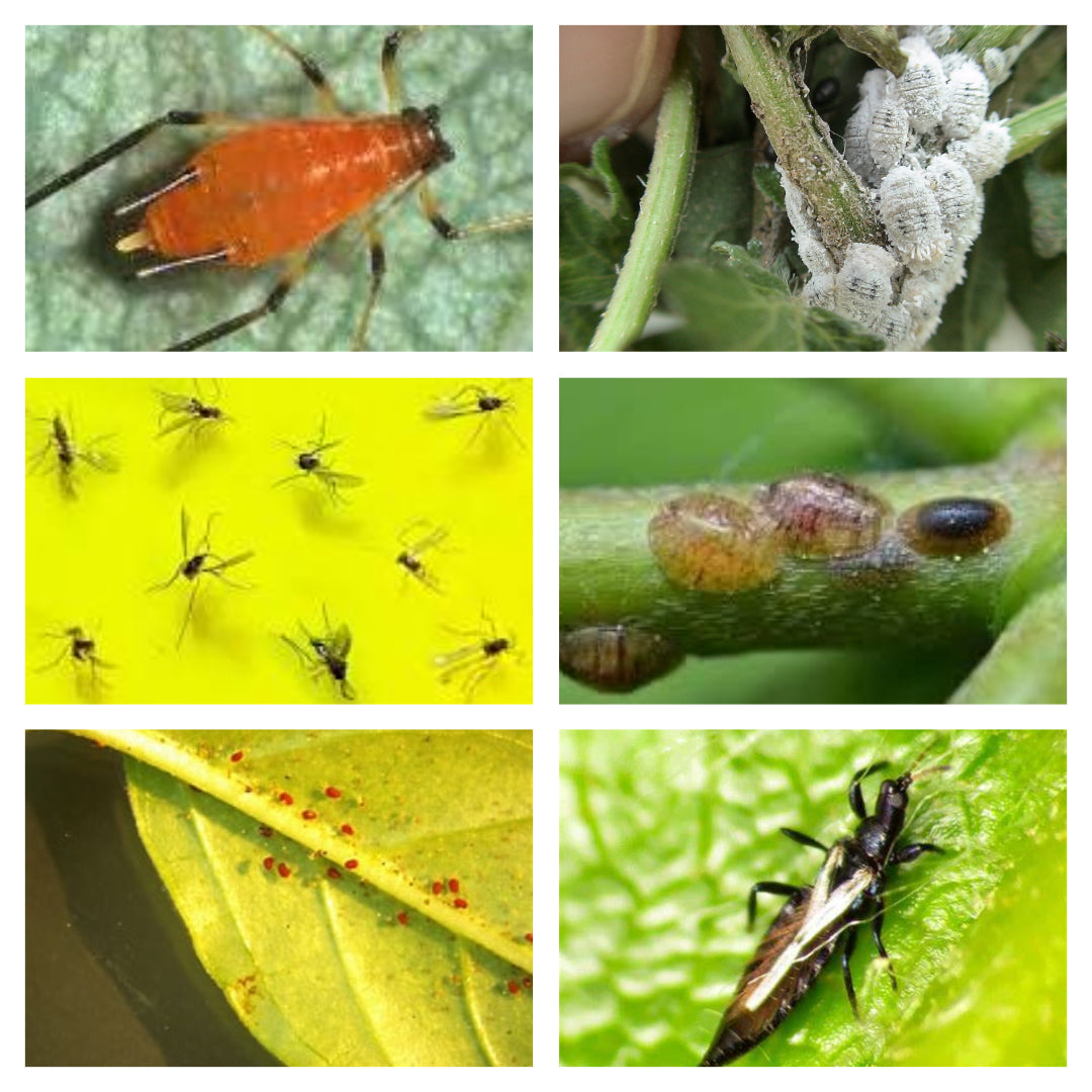 Pest Treatments
