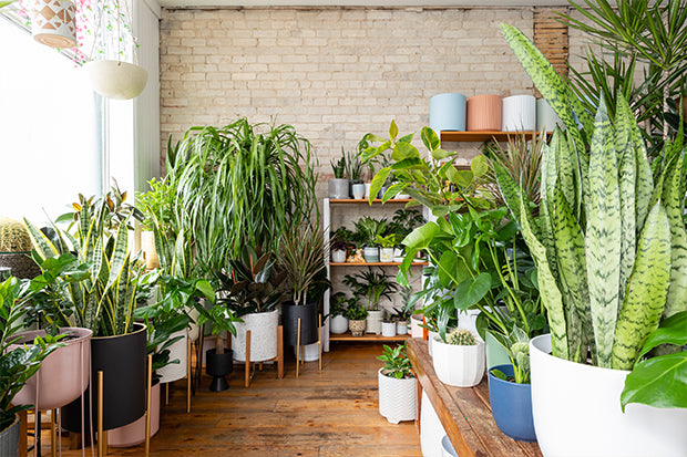 Indoor Planty Assessment