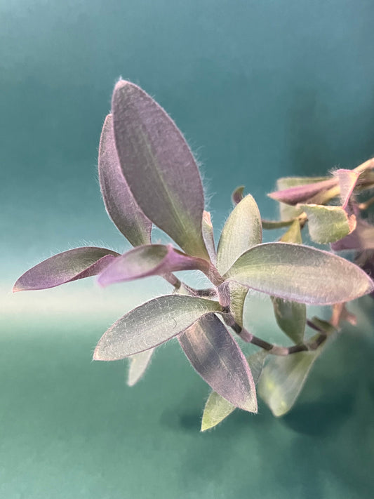 🌿 Tradescantia 101: The Low-Key, High-Style Plant You Need in Your Life🌿