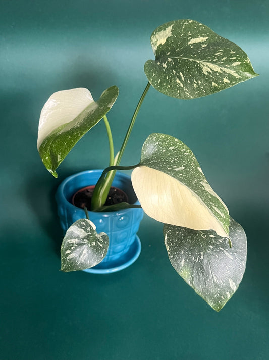 Variegated Plant Care