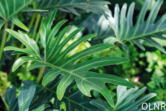 🌿Understanding Vining Tropical Plants 🌿