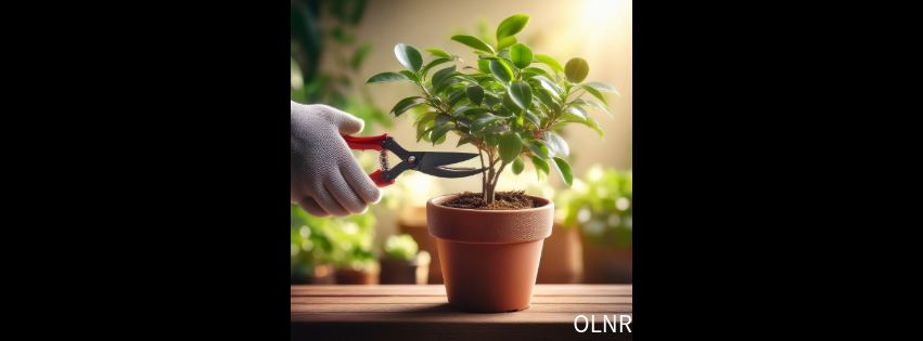 Snip to Thrive: When to Prune Your Plants & Why Every Green Friend Needs It