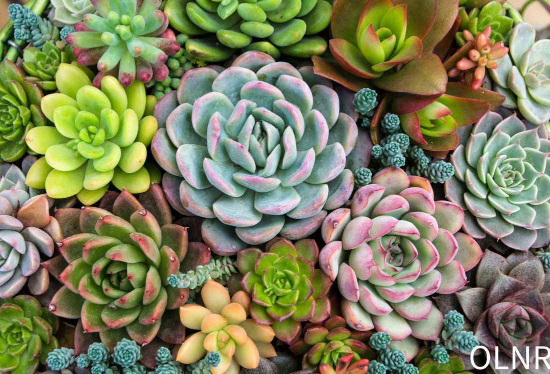 🌵 Succulents: Not as Easy as They Look