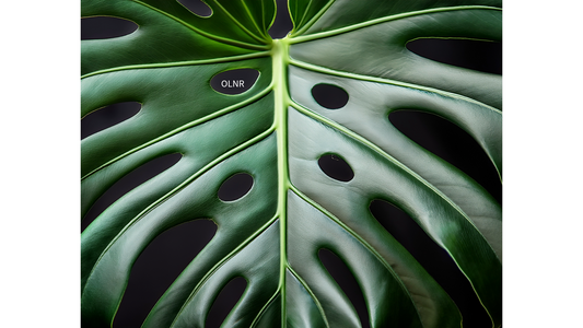 🍃Leave It to the Leaf: A Close Look at Plant Powerhouses