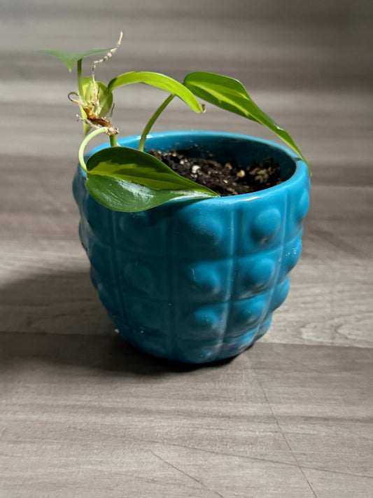 Philodendron Rio