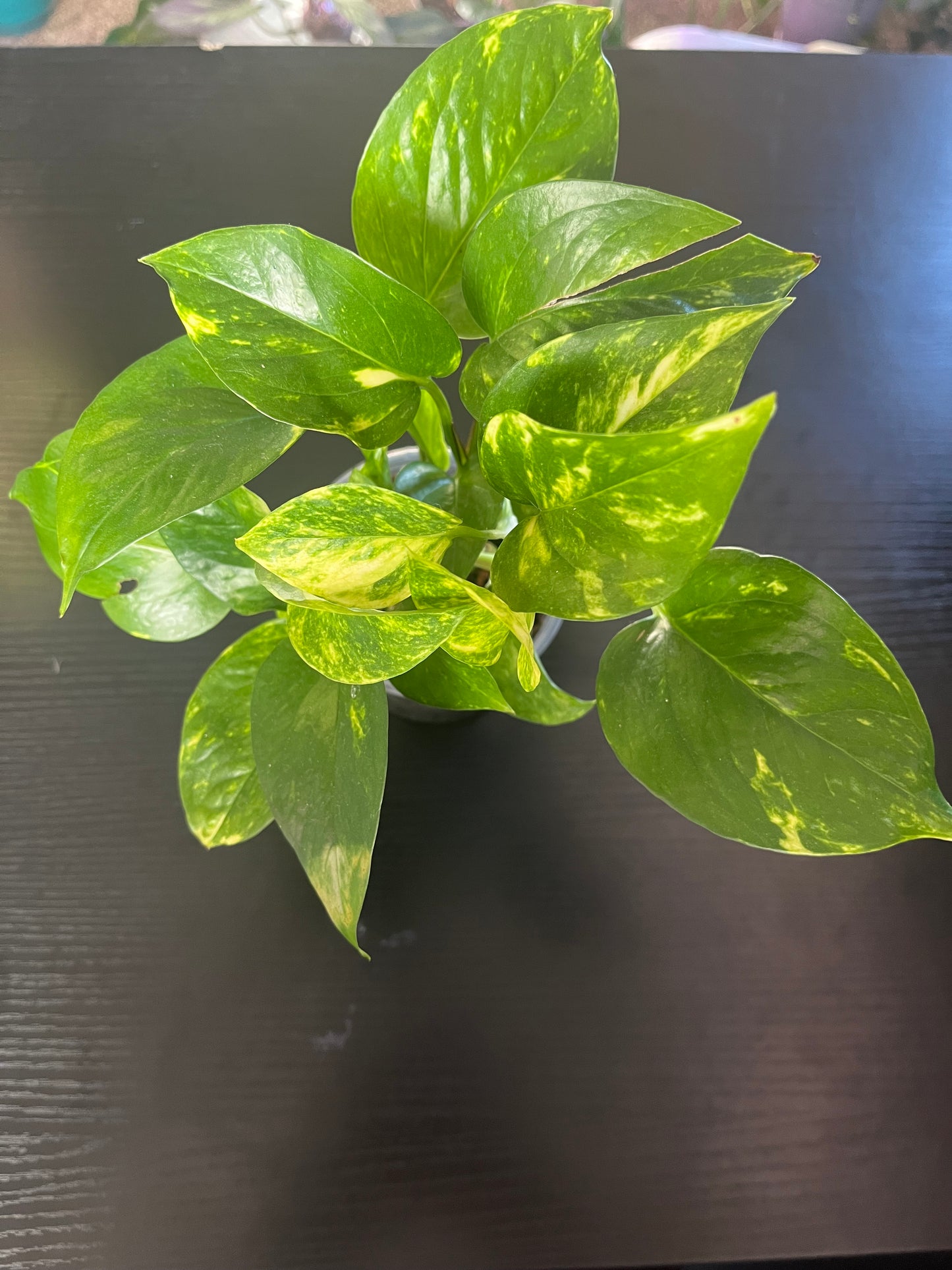 Golden Pothos