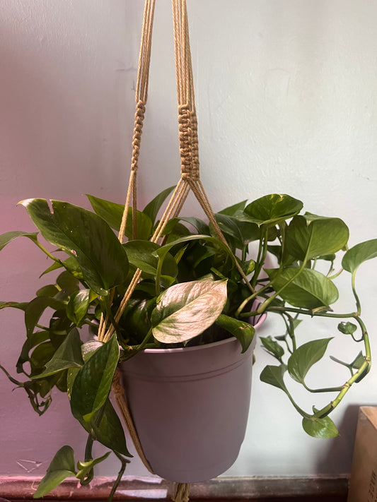 3 Legged Hanging Planters