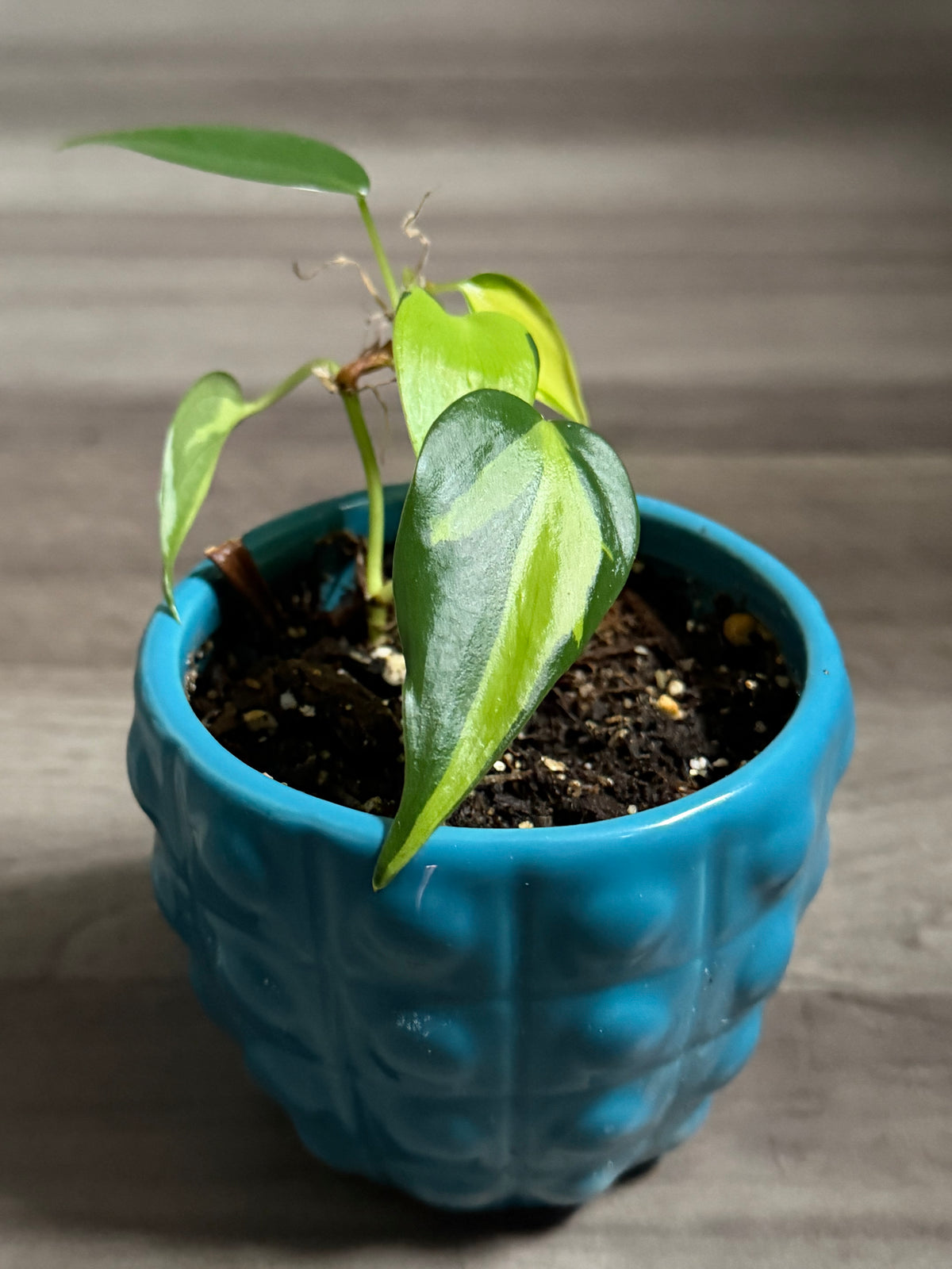 Philodendron Rio