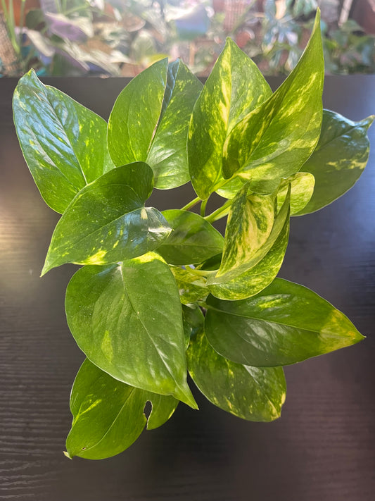 Golden Pothos