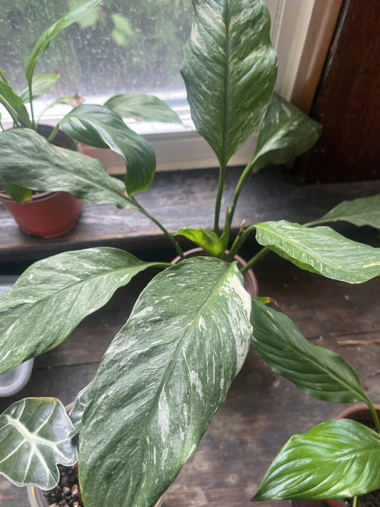 Peace Lilly (Domino)