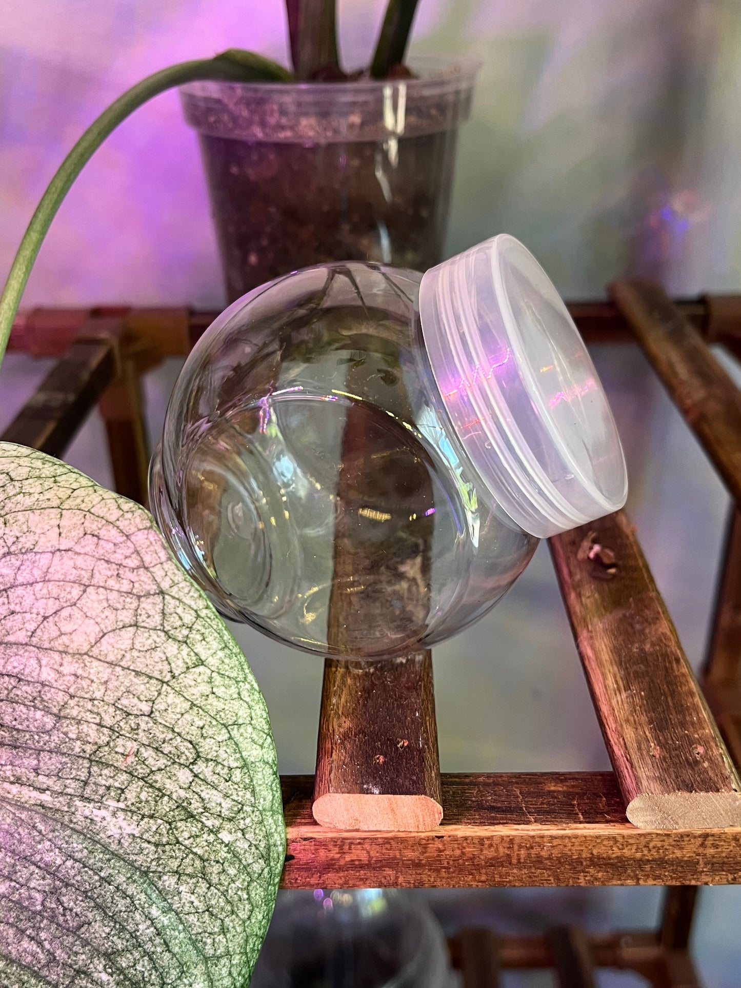 Terrarium Jars