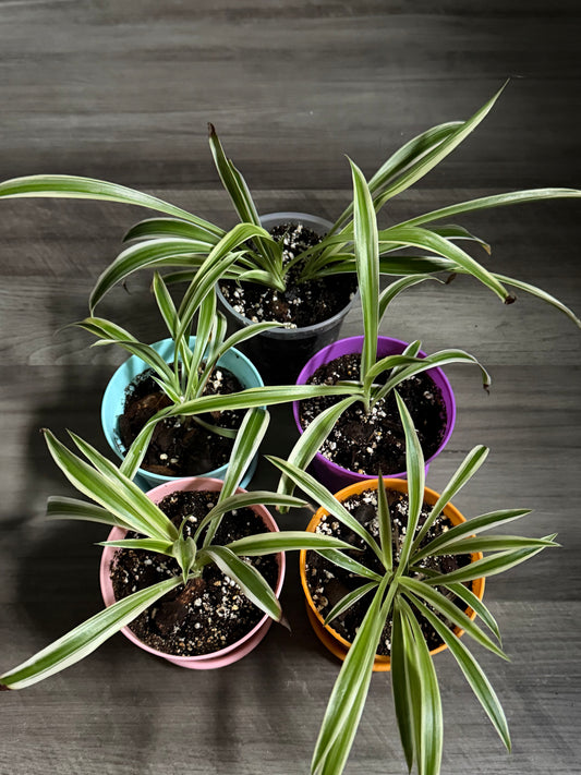Reverse Spider Plant Babies 🌱🕷️