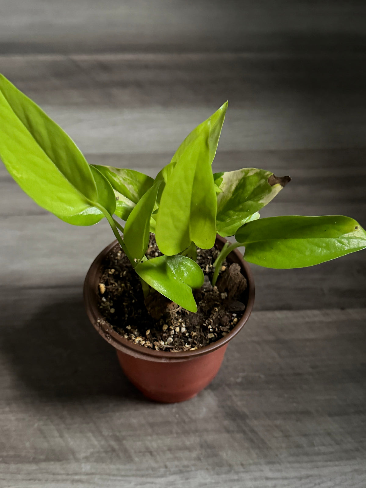 Neon Pothos