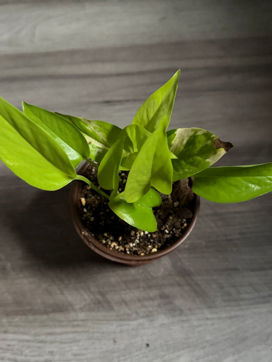 Neon Pothos