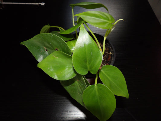 HeartLeaf Philodendron