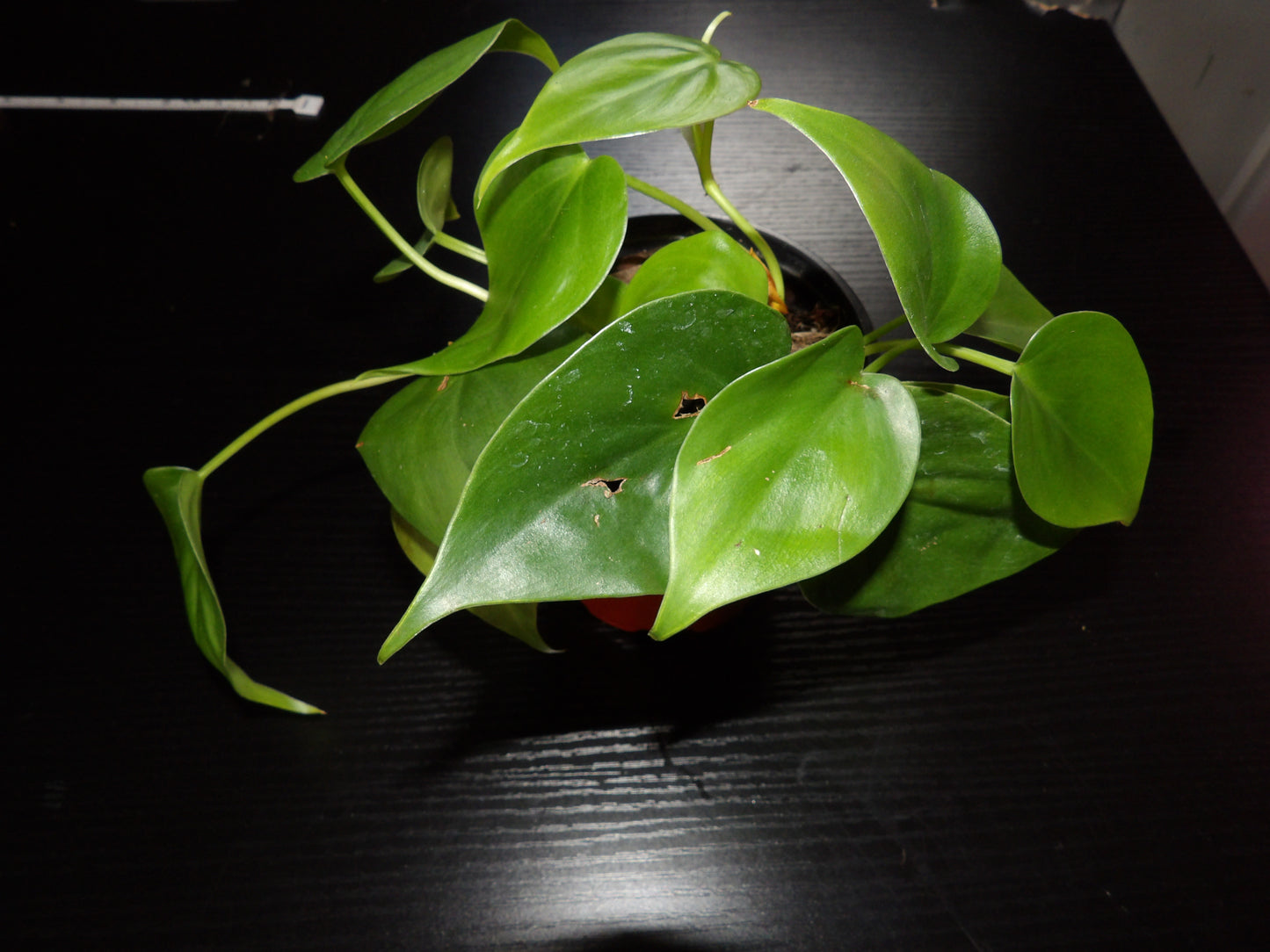 HeartLeaf Philodendron