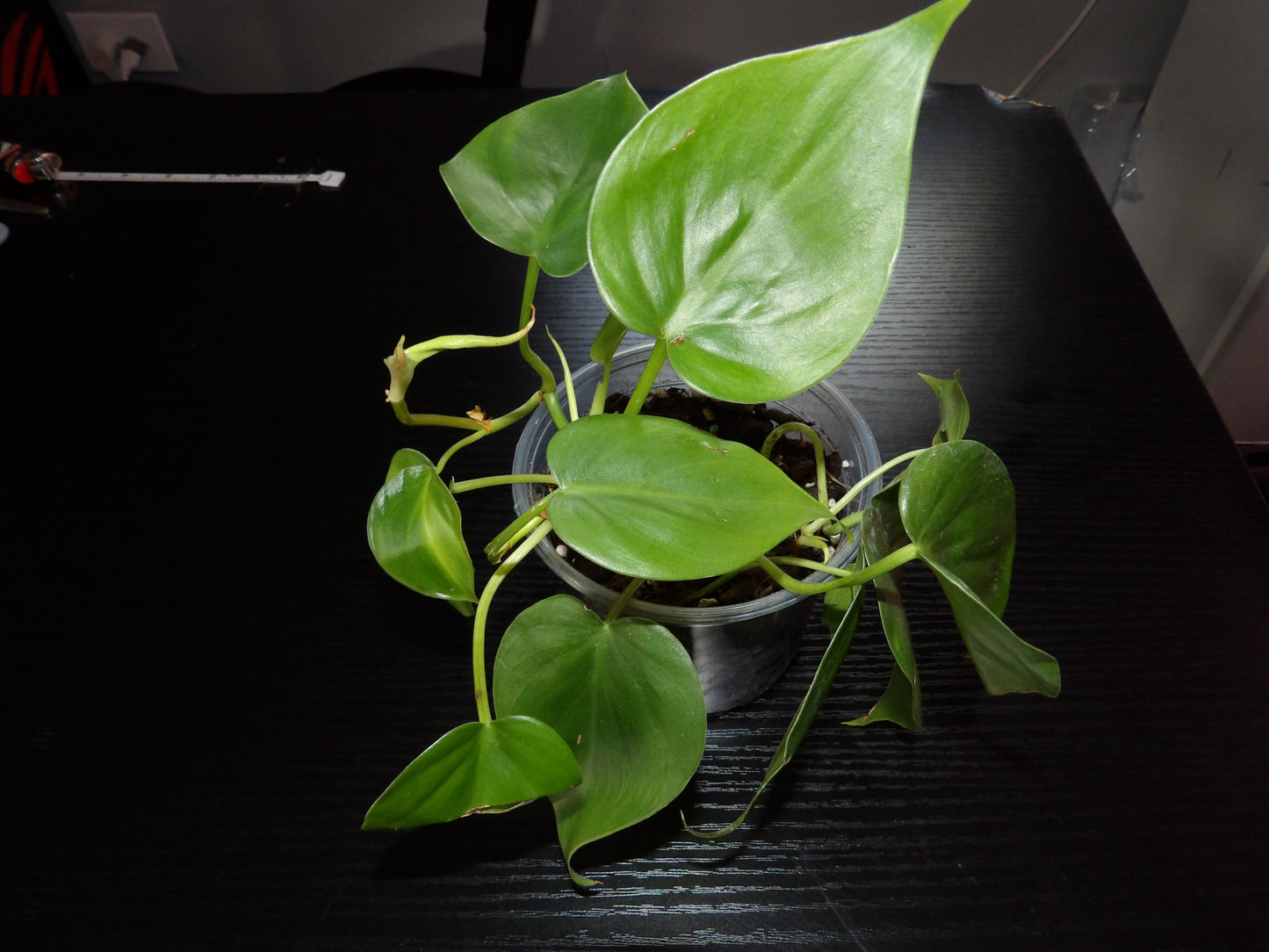 HeartLeaf Philodendron