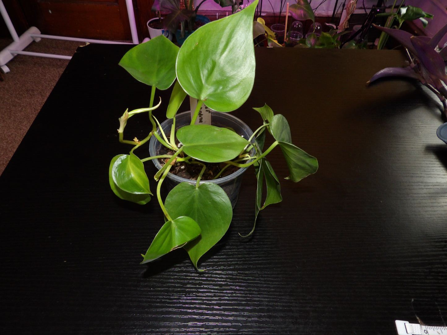 HeartLeaf Philodendron