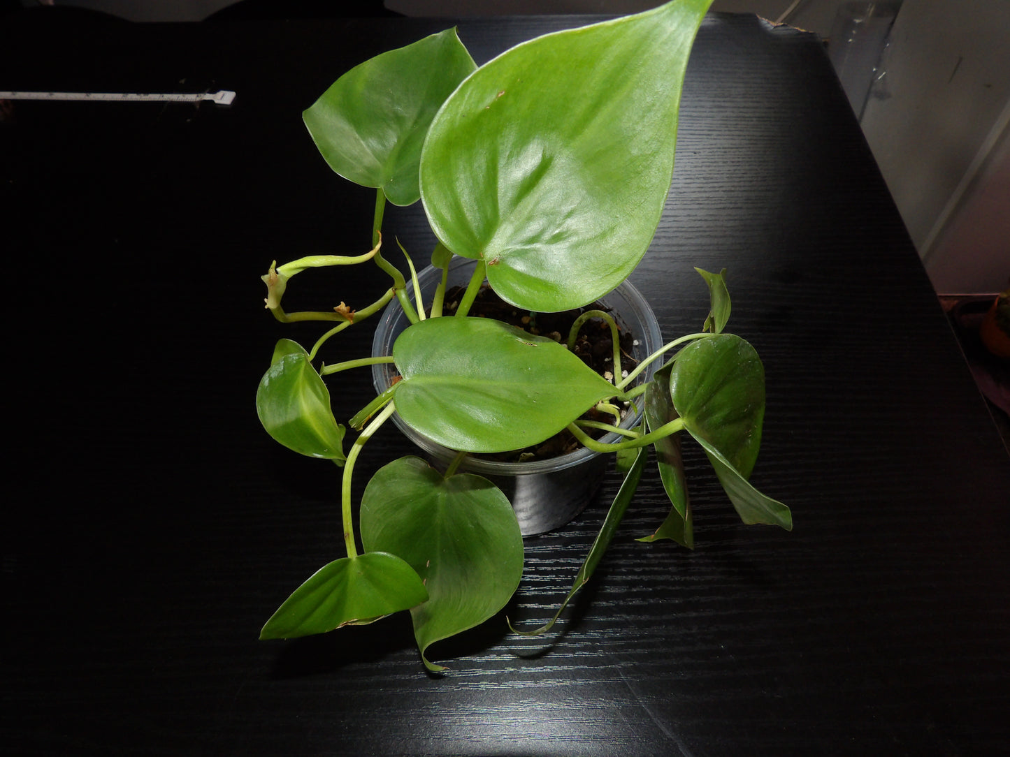 HeartLeaf Philodendron