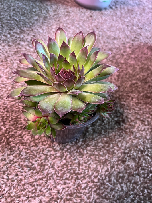 Hen & Chicks (Black)