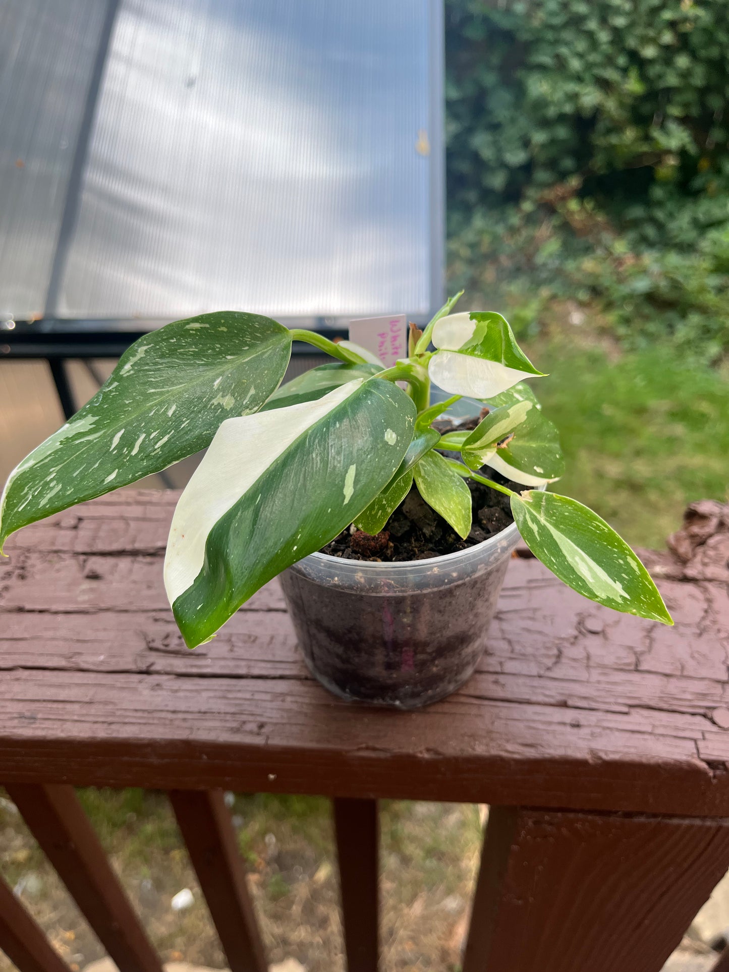 White Wizard Philodendron