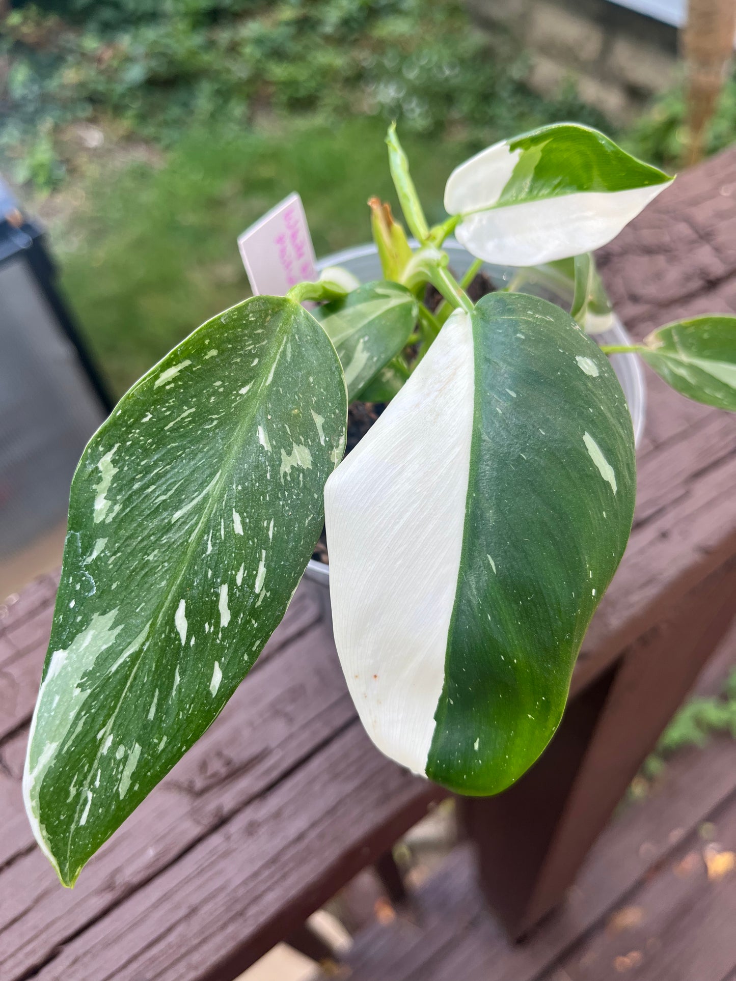 White Wizard Philodendron