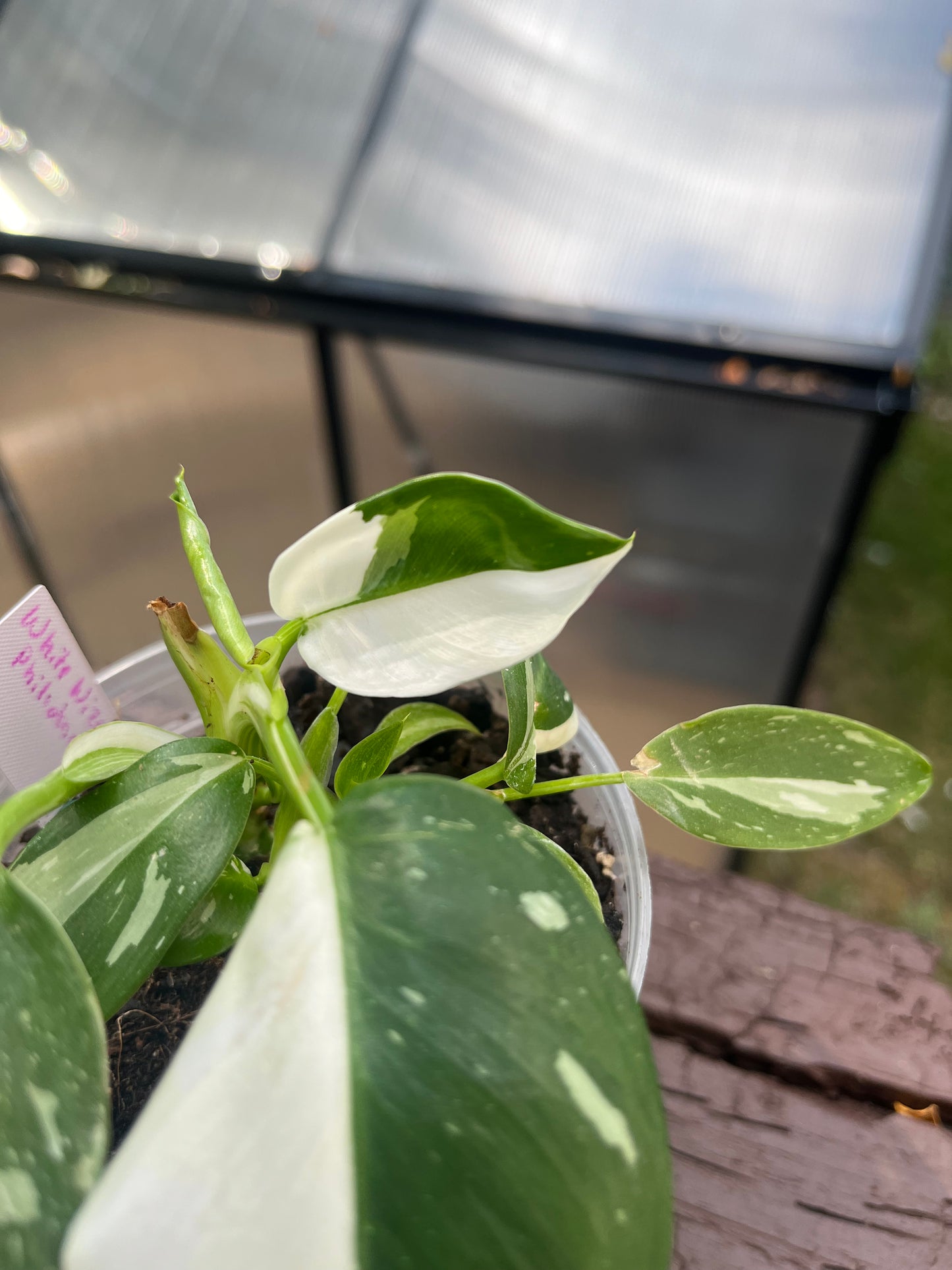 White Wizard Philodendron