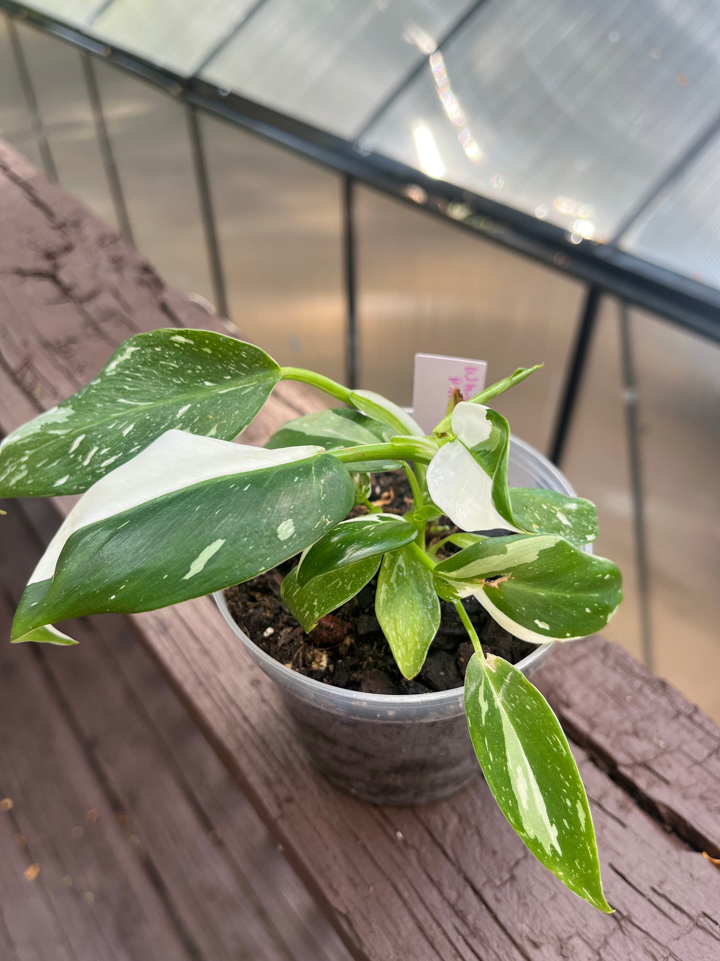 White Wizard Philodendron