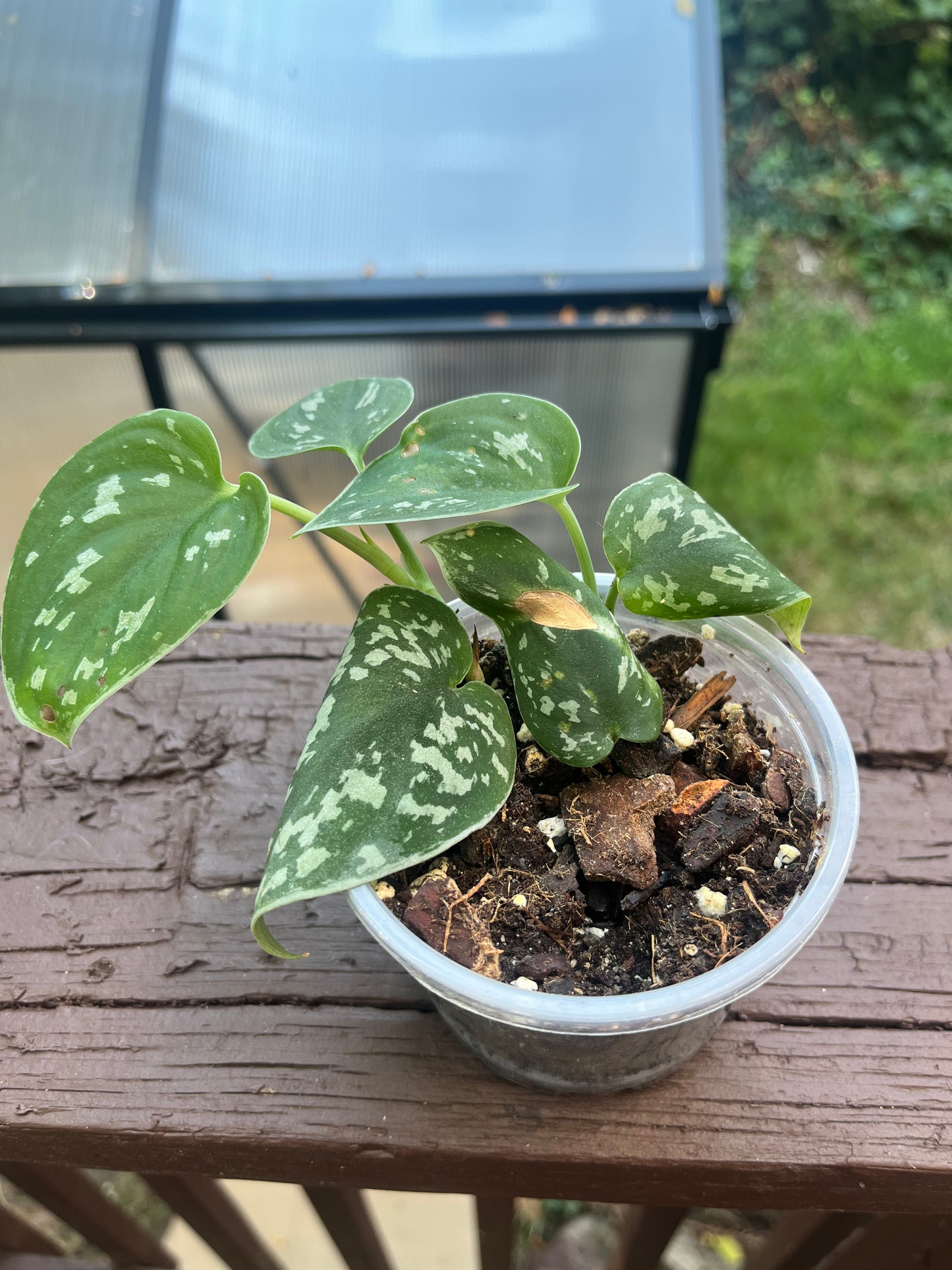 Scandapsus Pictus- Exotica Starts