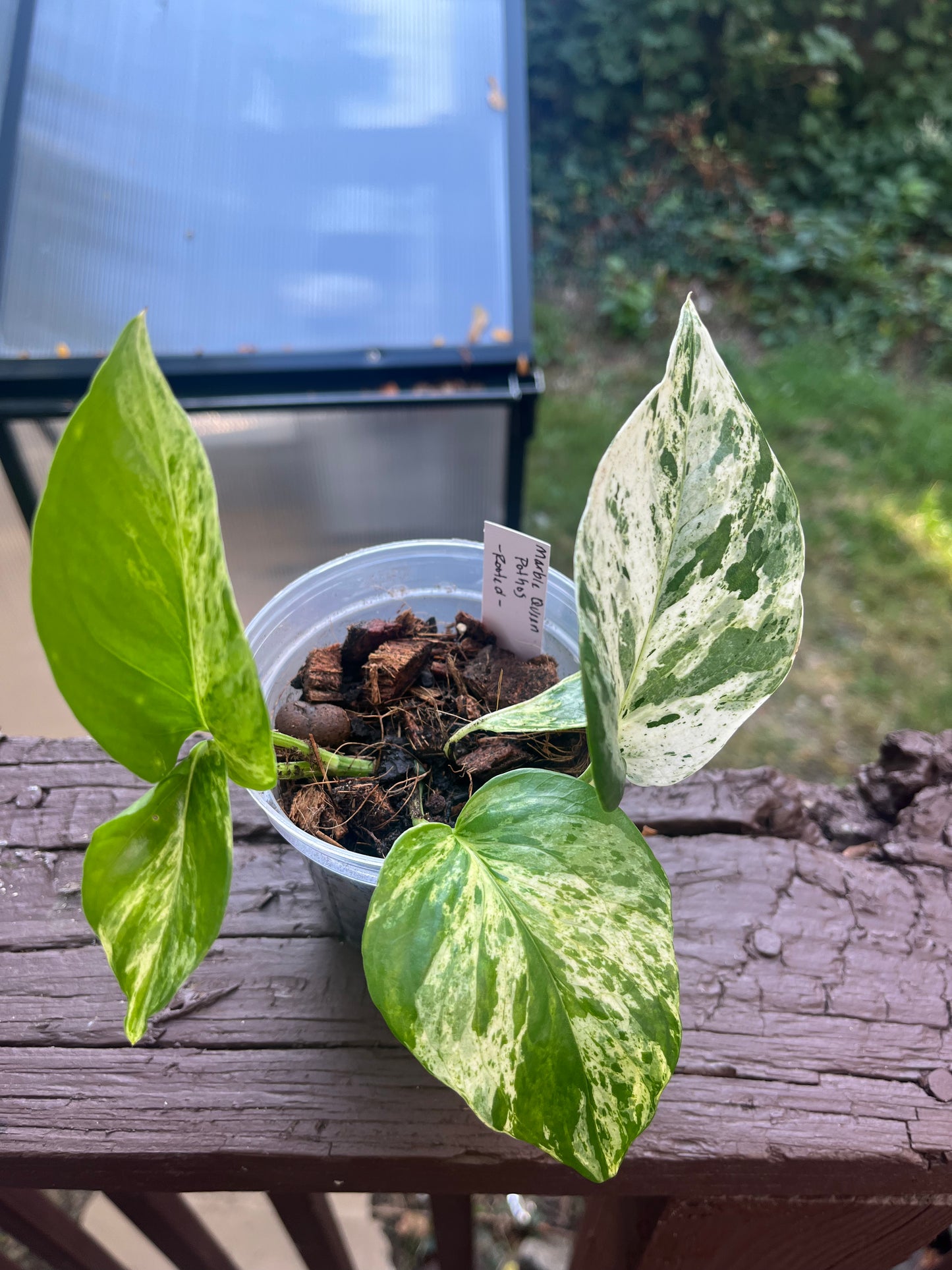 Marble Queen Pothos