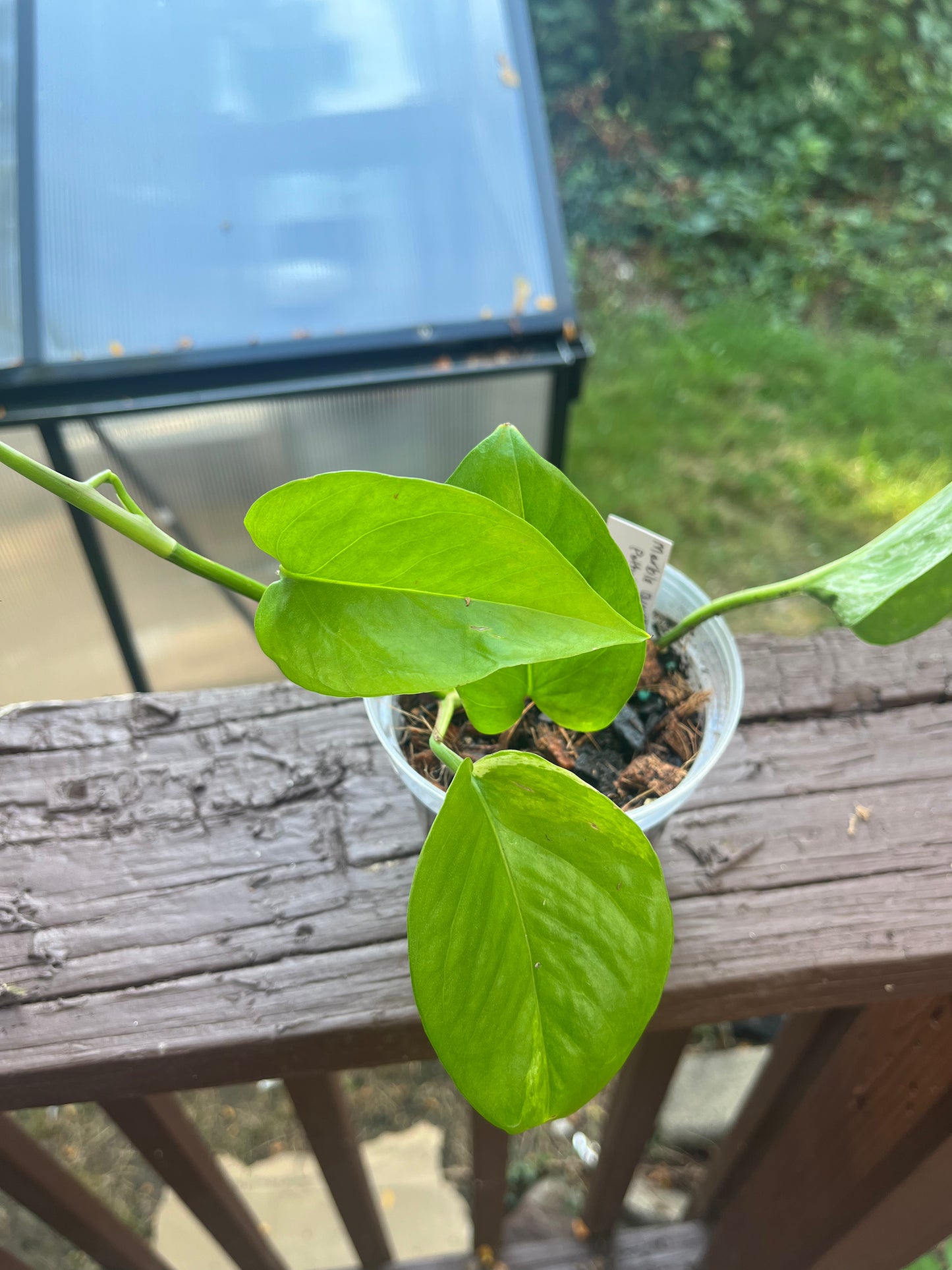 (Reverted) Marble Queen Pothos