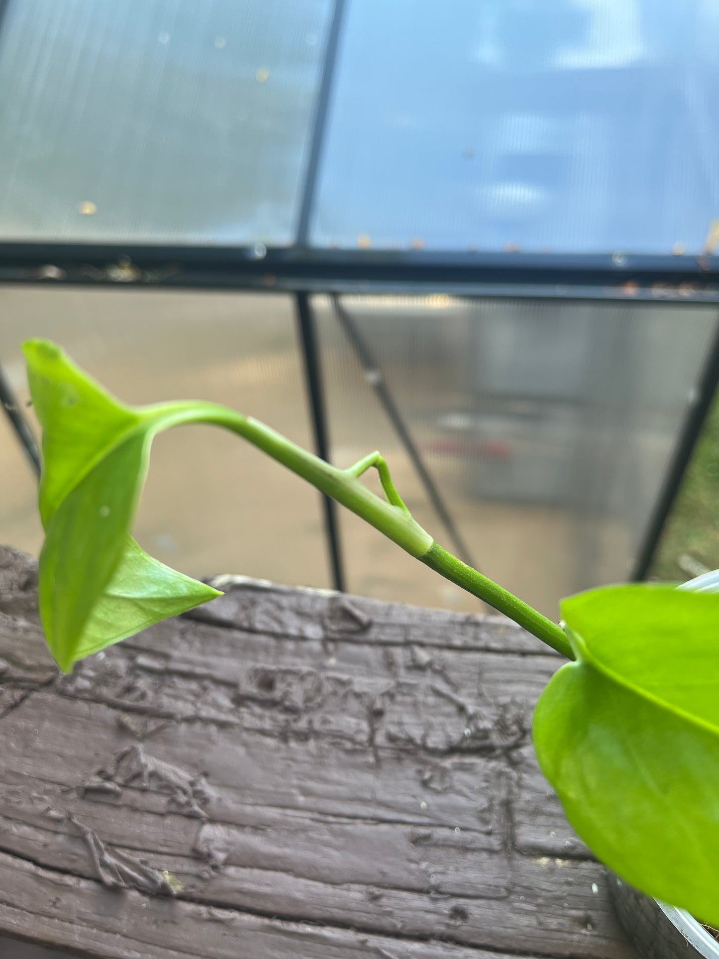 (Reverted) Marble Queen Pothos