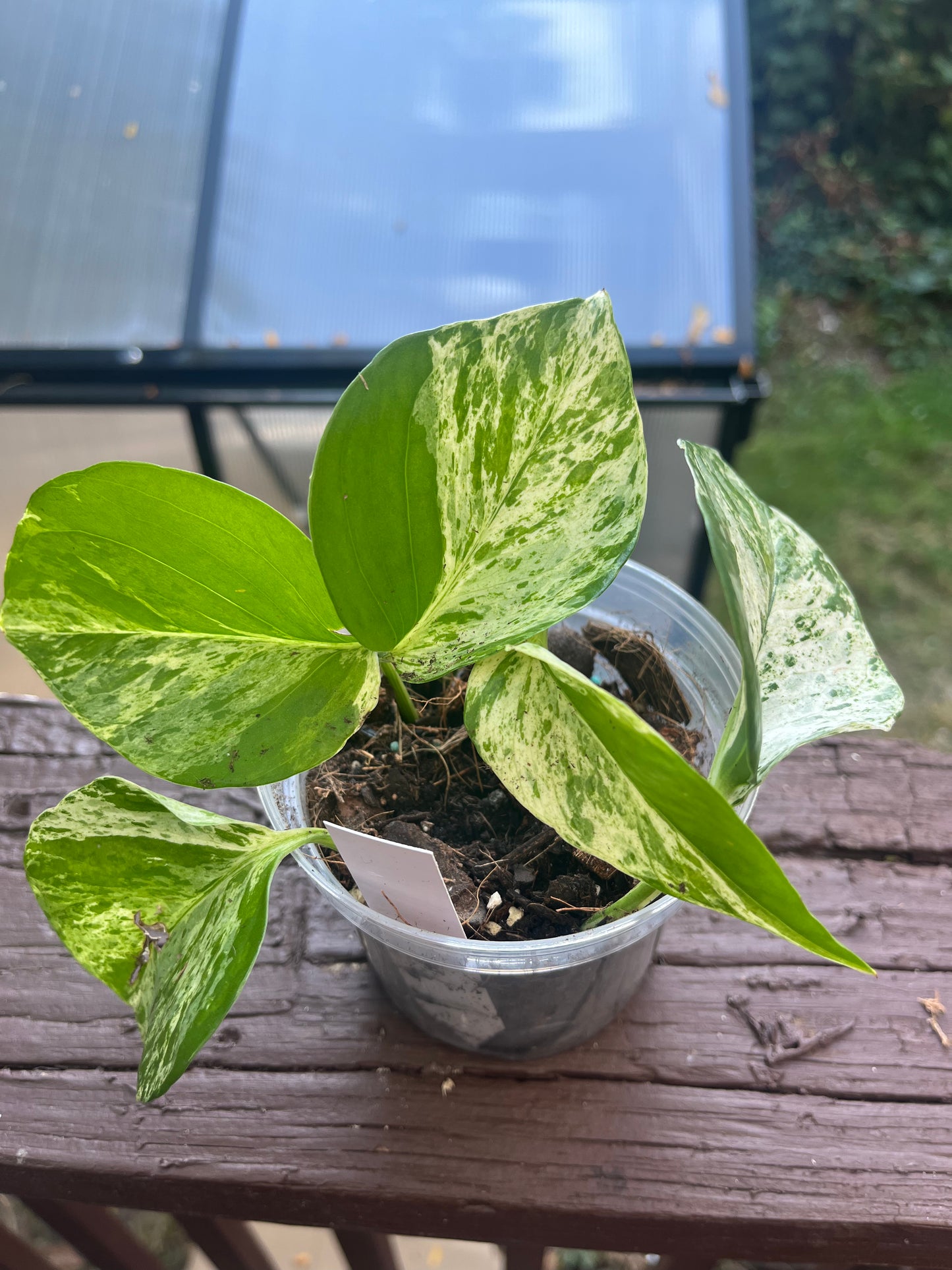 Marble Queen Pothos