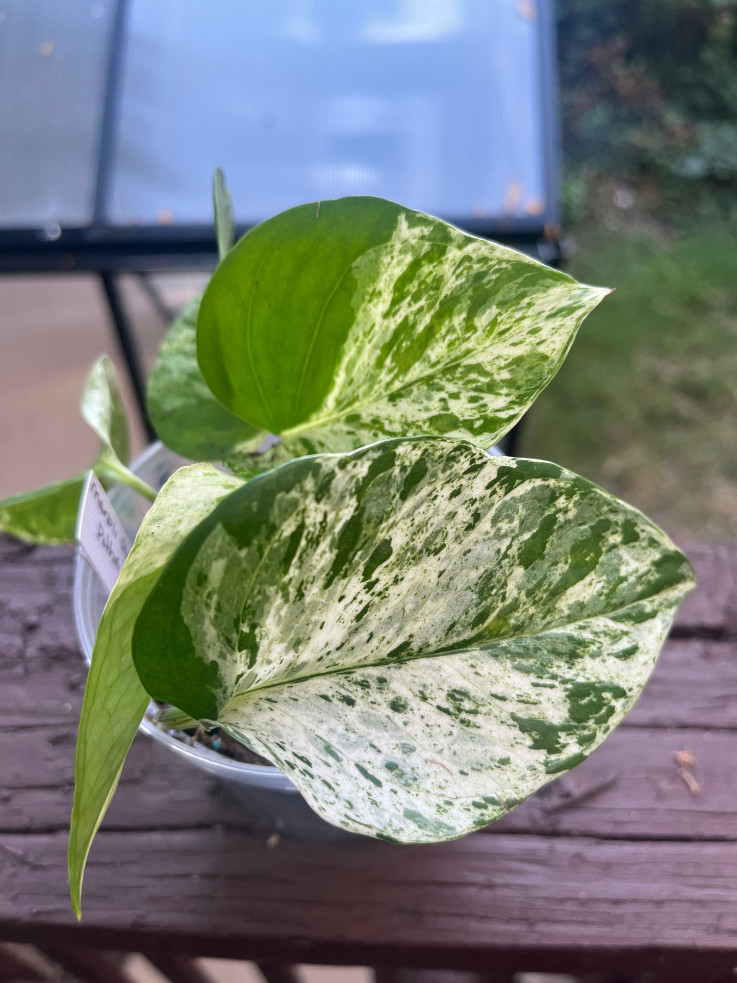 Marble Queen Pothos