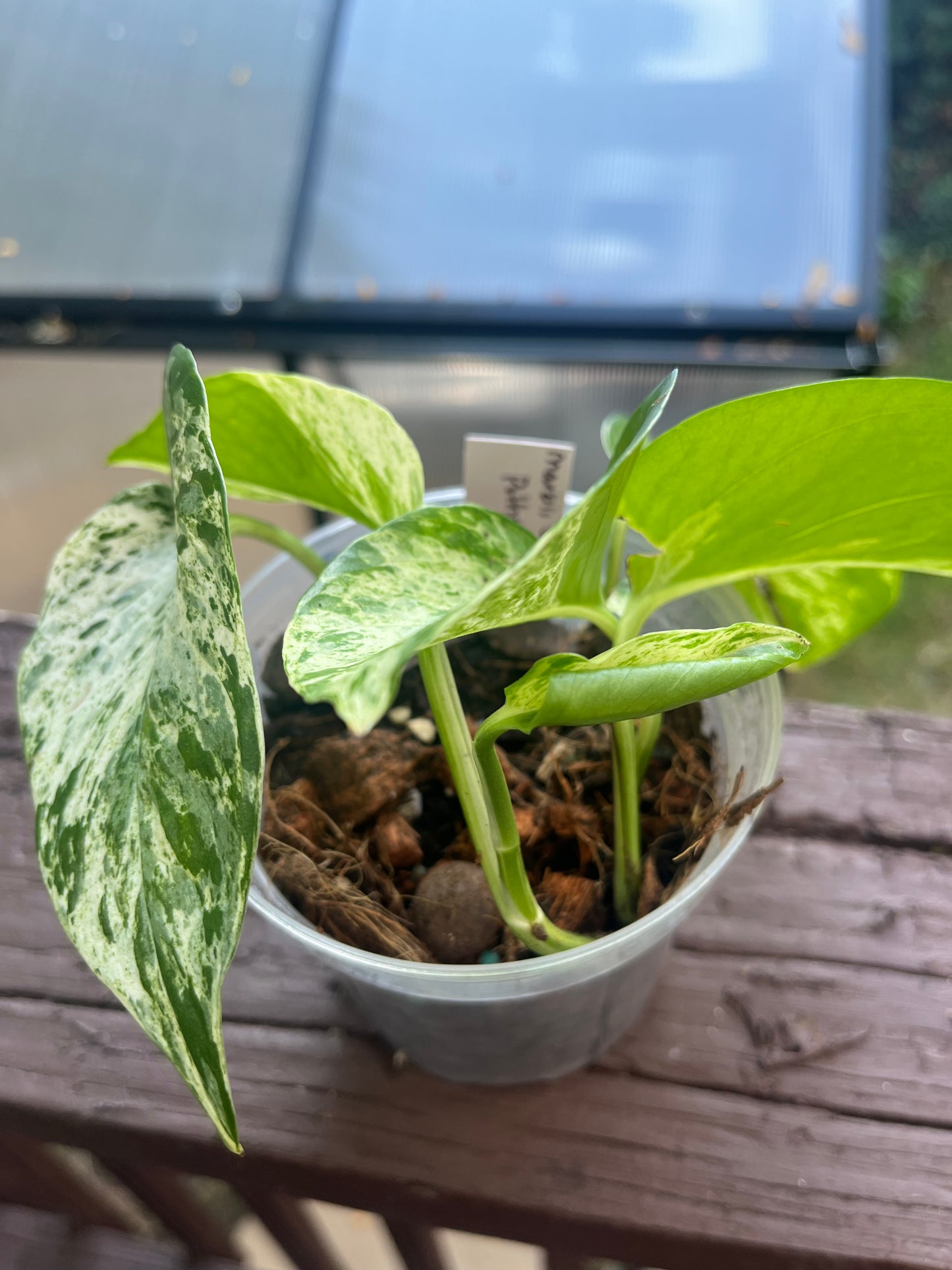 Marble Queen Pothos