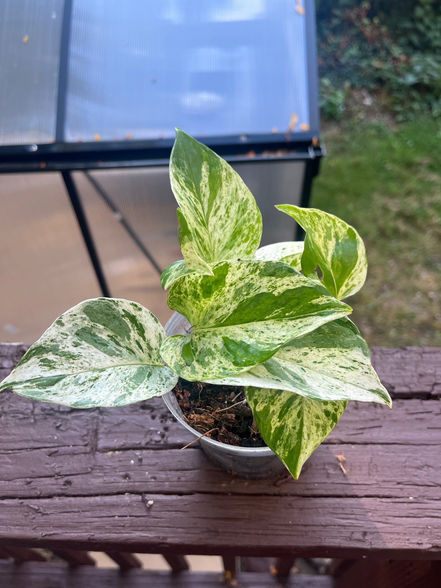 Marble Queen Pothos