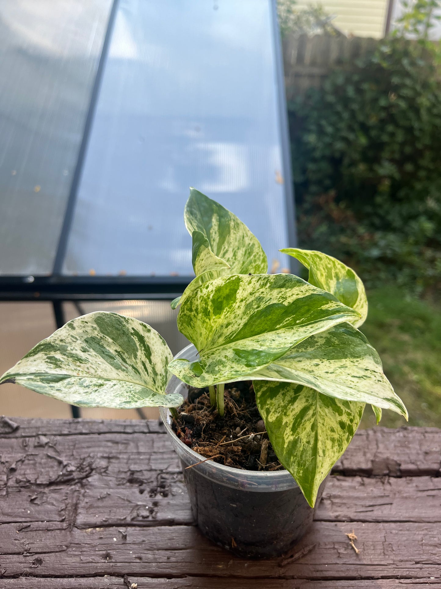 Marble Queen Pothos