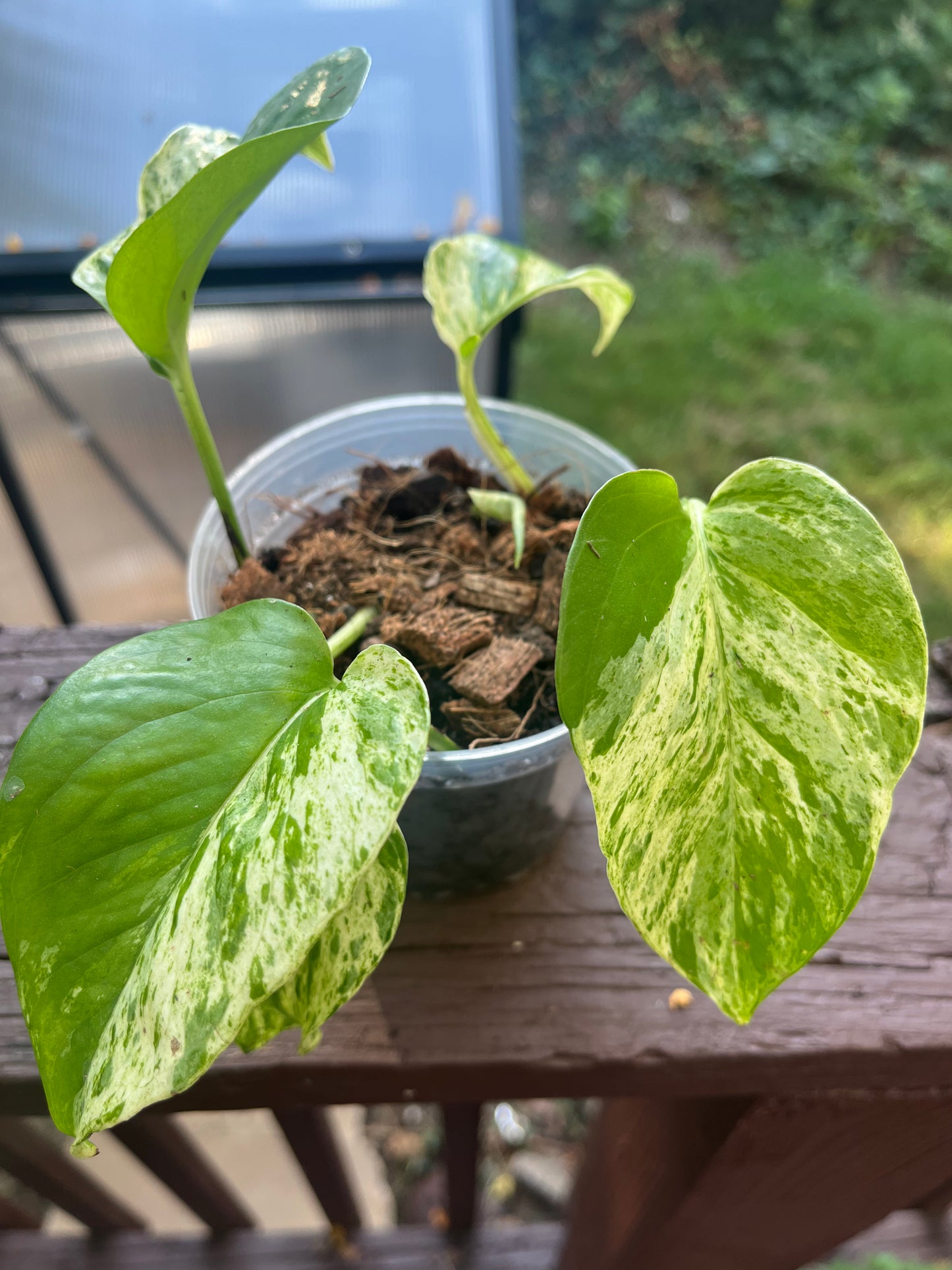 Marble Queen Pothos