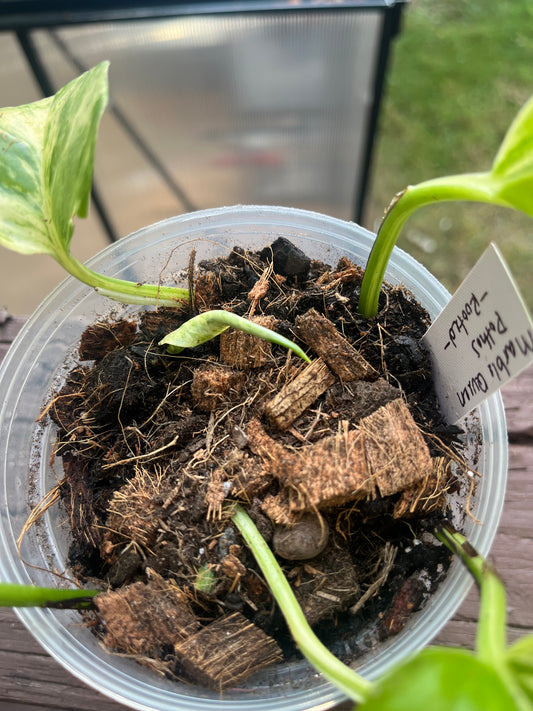 Marble Queen Pothos